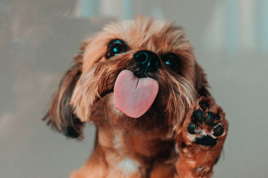 ¿Por qué los perros lamen los pies de sus dueños? Esta es la sorprendente razón