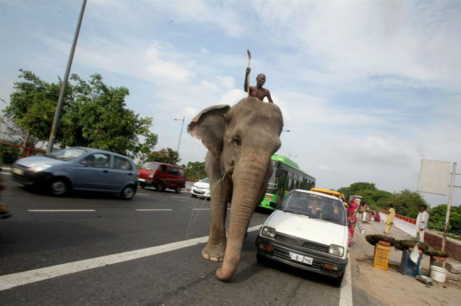 Manada de elefantes causa pánico en India