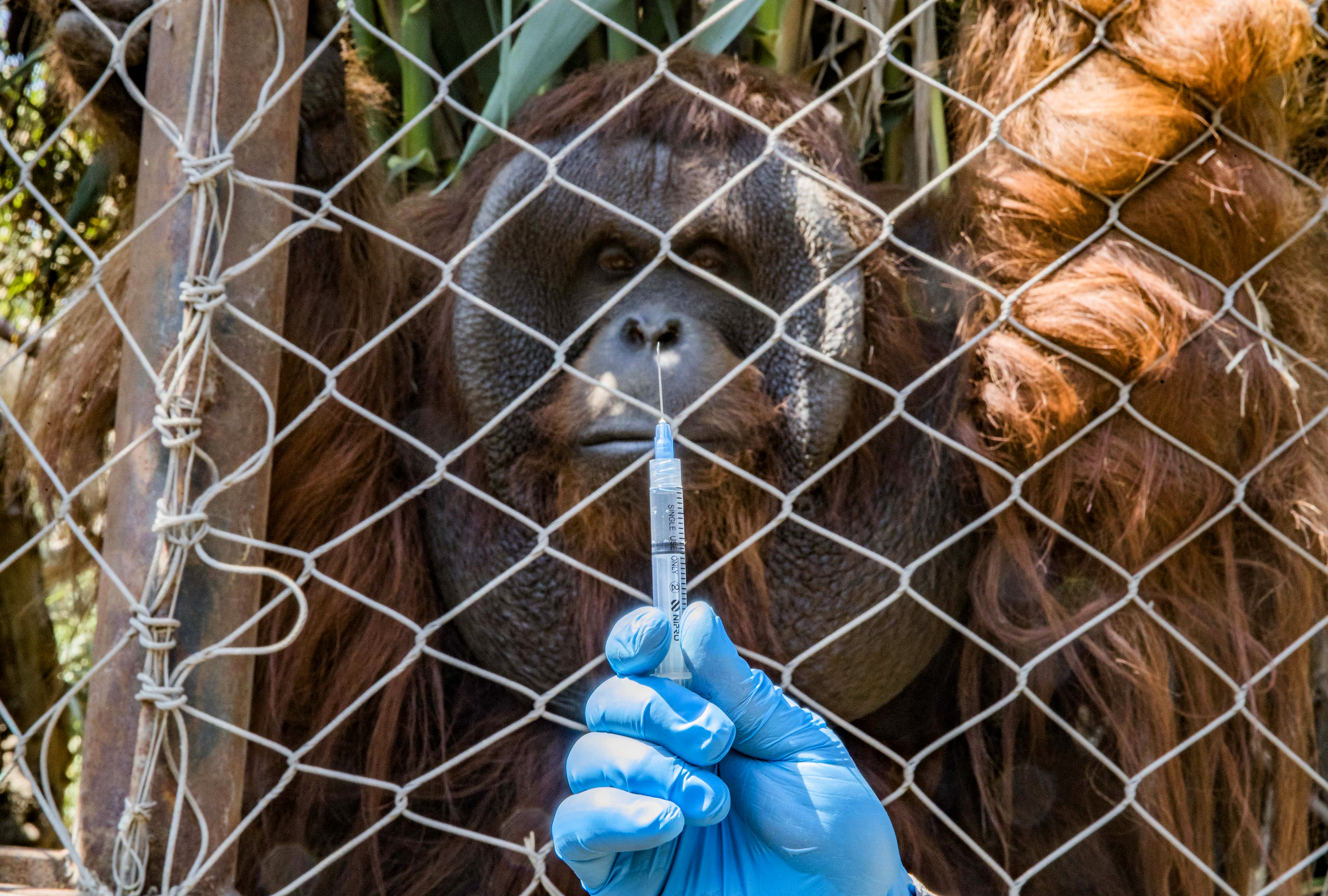 Zoológico de Chile inicia vacunación contra COVID-19 en animales