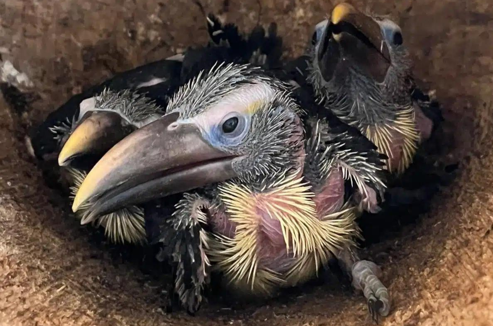 No son dinosaurios, pero se parecen: llegan nuevas crías a Zoológico de Inglaterra