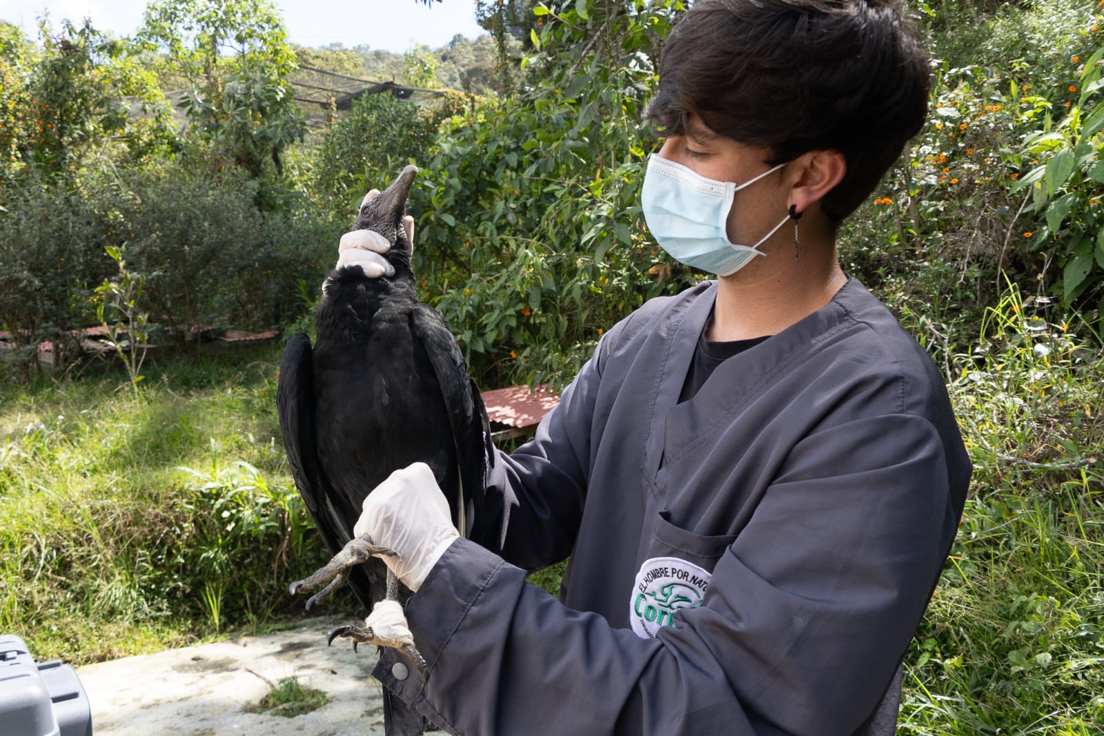 Cornare atendió a 45 animales silvestres afectados por pólvora en Antioquia