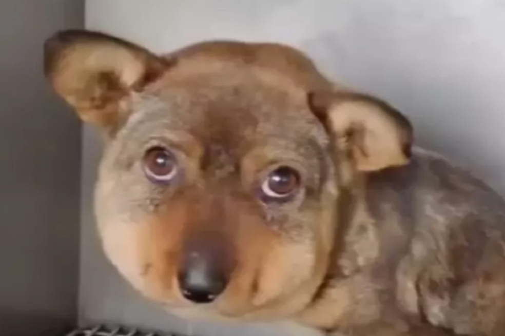 Maltrato animal