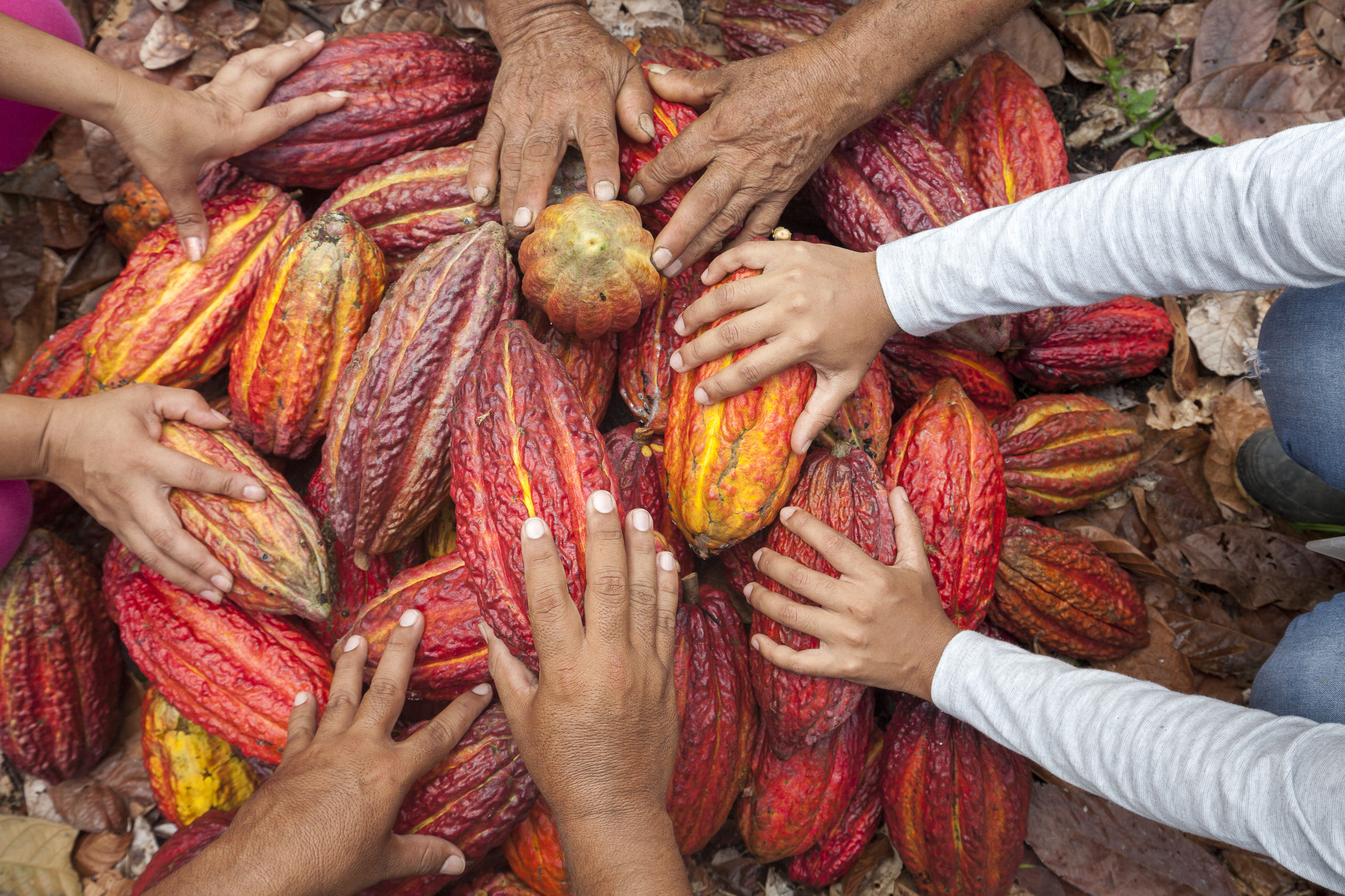 Cacao y lácteos: el enfoque empresarial para el desarrollo territorial
