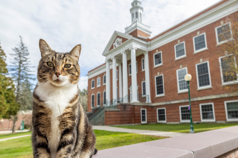 Gato Universidad de Vermont