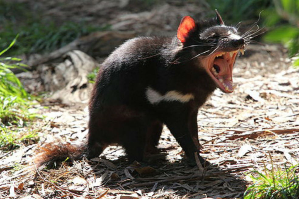 El demonio de Tasmania podría tener la clave de la regresión de tumores