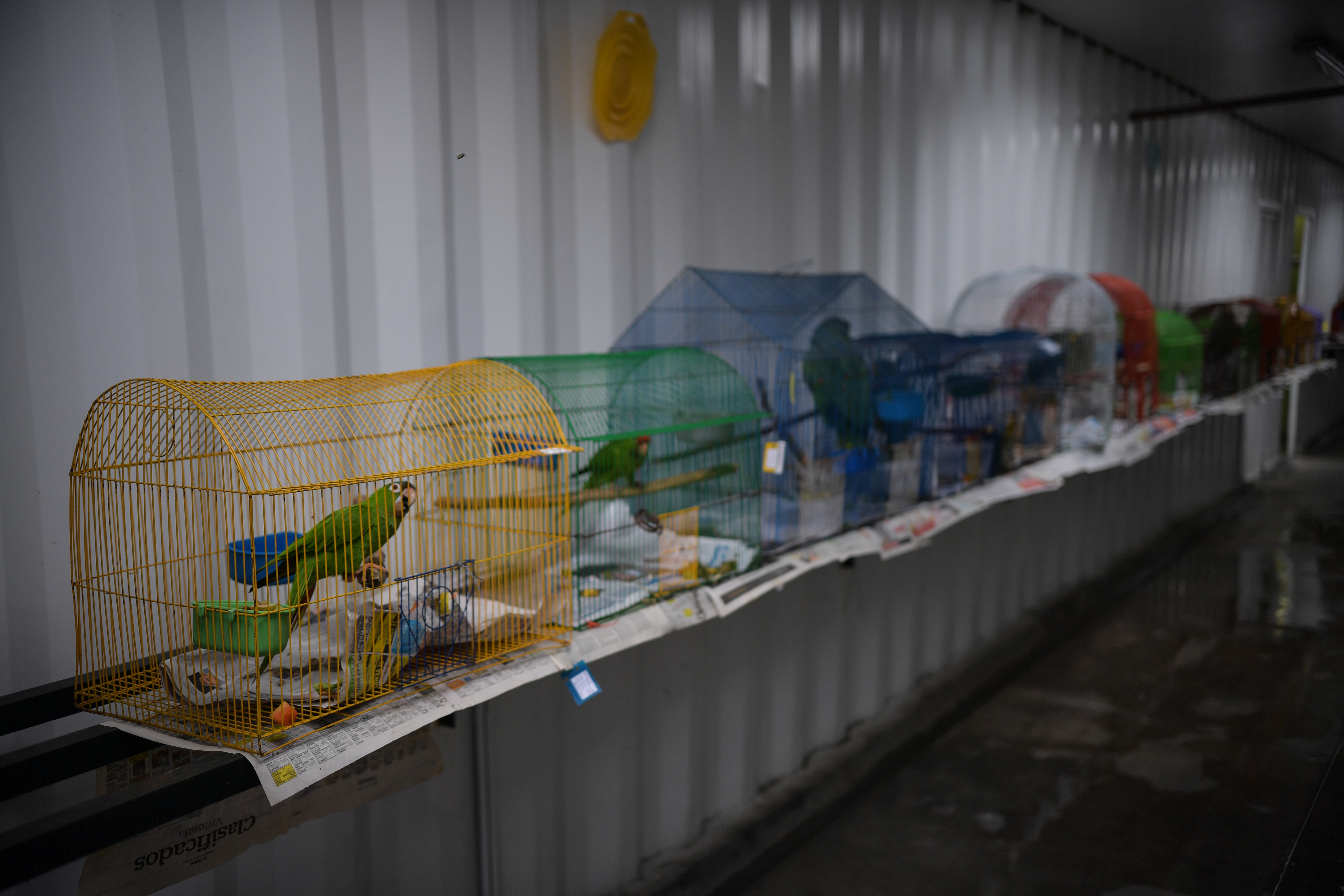 Desde hoy no se podrán comercializar animales vivos en plazas de mercado de Bogotá