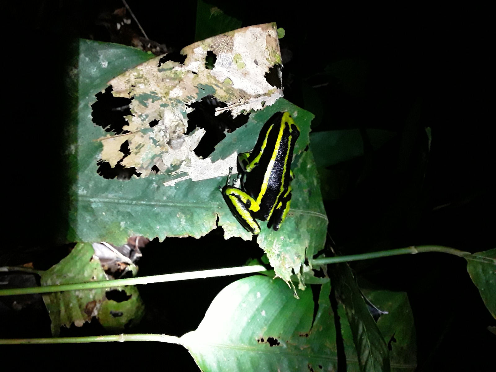 Un llamado urgente para investigar más a las ranas de la Amazonia