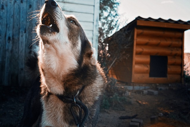 ¿Por qué mi perro aúlla en la noche y madrugada?