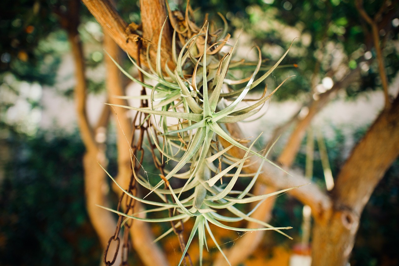 Dónde ubicar tu Tillandsia para que crezca sana: guía esencial
