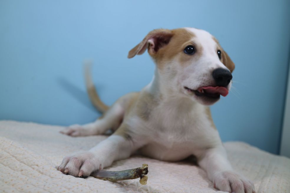 Antony, el perro argentino clonado
