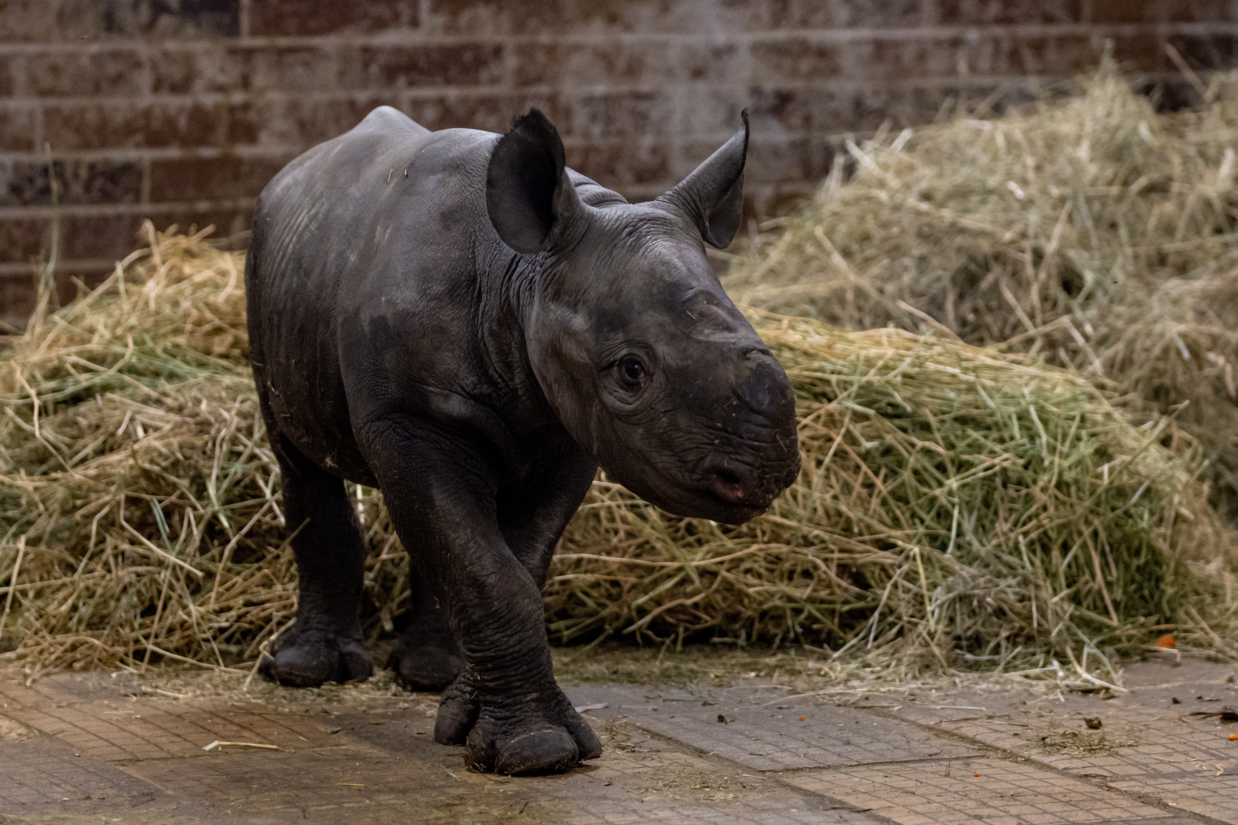 Dvur Kralove Nad Labem (Czech Republic), 13/03/2023.- A ten-day-old male eastern black rhinoceros (Diceros bicornis michaeli) calf named Magash inside its enclosure at the Safari Park in Dvur Kralove nad Labem, Czech Republic, 14 March 2023. The rhino species is listed as critically endangered. (República Checa) EFE/EPA/MARTIN DIVISEK