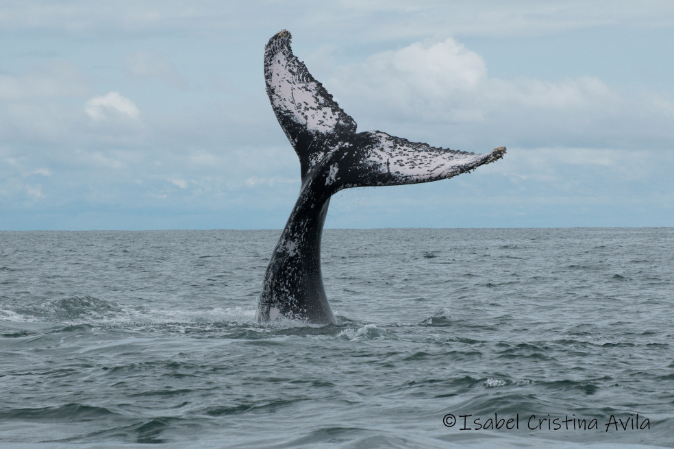 Pero el turismo no es la única, ni la principal amenaza que enfrentan estos animales. La pesca incidental, la pesca indirecta y el cambio climático, son los principales riesgos para esta especie.
