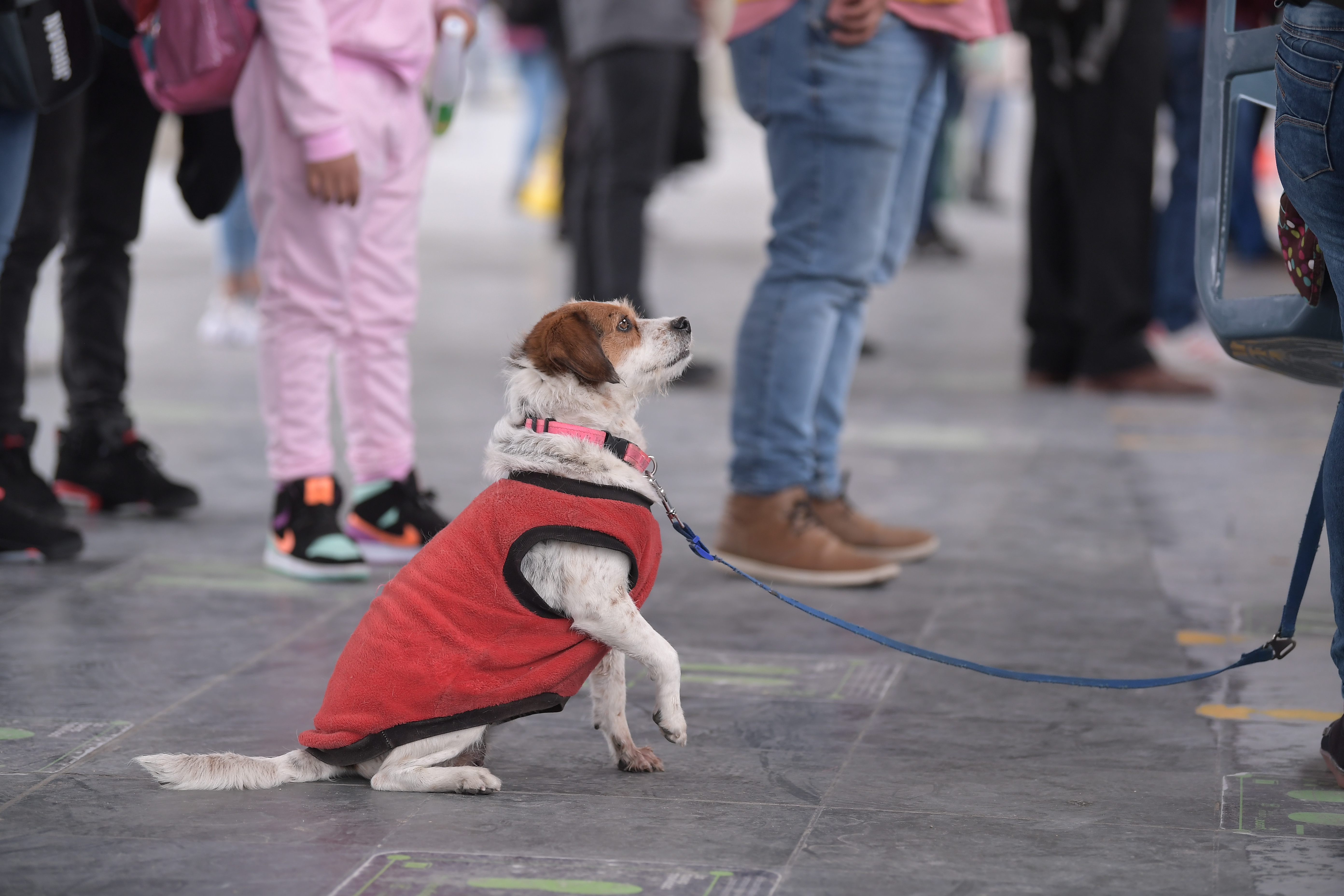 Lanzan campaña para combatir el abandono de animales de compañía en Transmilenio