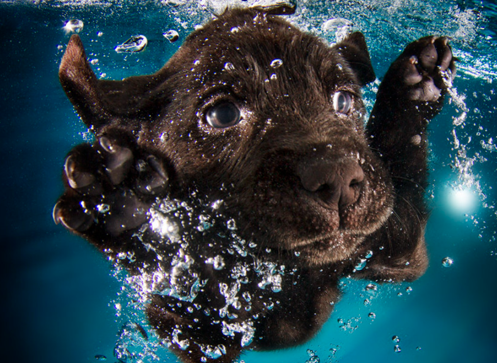 Este fotógrafo capta divertidas escenas de perros bajo el agua