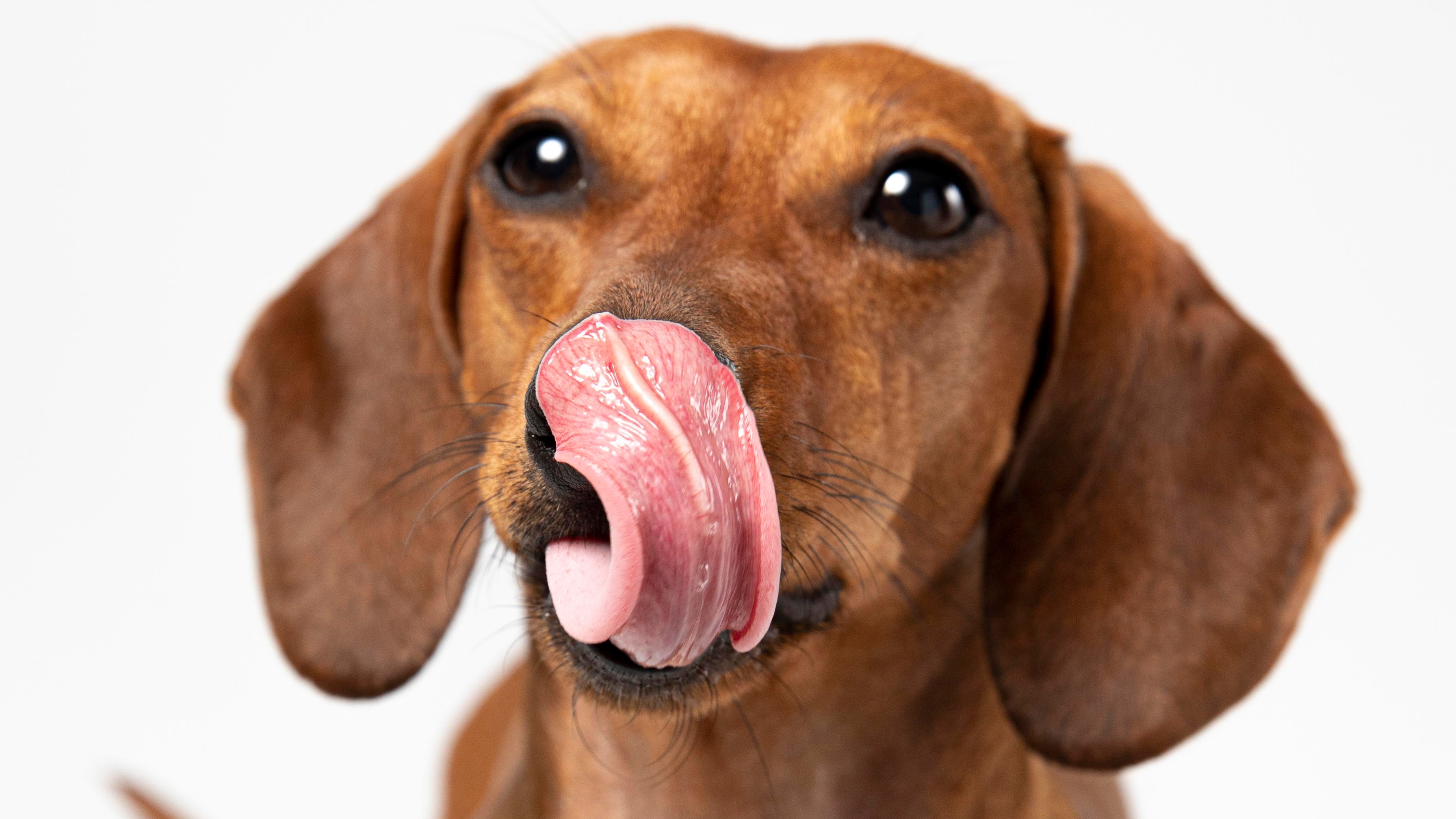 ¿Cómo nos manipulan los perros? Estas son sus principales estrategias