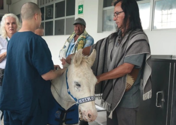 Quirón, el burro terapéutico que brinda sanación en hospital de Risaralda (video)