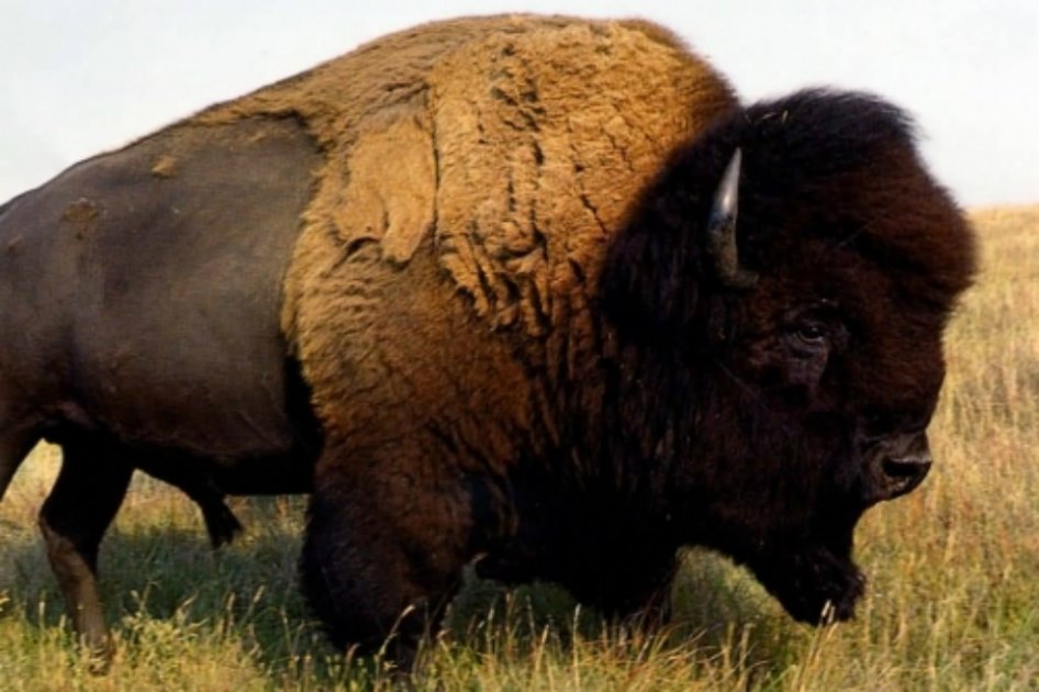 Búfalo de 3,1 millones de dólares, el animal más caro de Sudáfrica