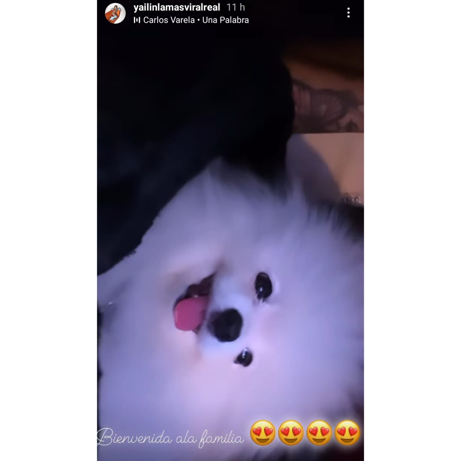 Mascota de Yailin