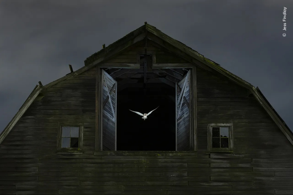 La última mención del premio la tuvo Jess Findlay, de Canadá, por “ Edge of Night”. Allí se ve a una lechuza cuando sale de la ventana del pajar de un granero abandonado para cazar en los campos ubicados a las afueras de Vancouver, Canadá.