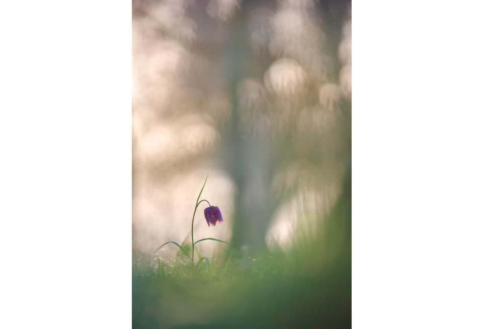 Esta es una imagen de la Fritillaria cabeza de serpiente, una de las favoritas del fotógrafo. Esta foto fue tomada en Toulouse, Francia.