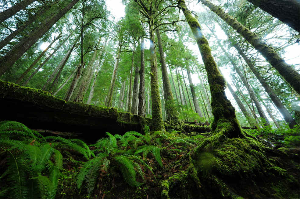 Premio a la gestión ambiental