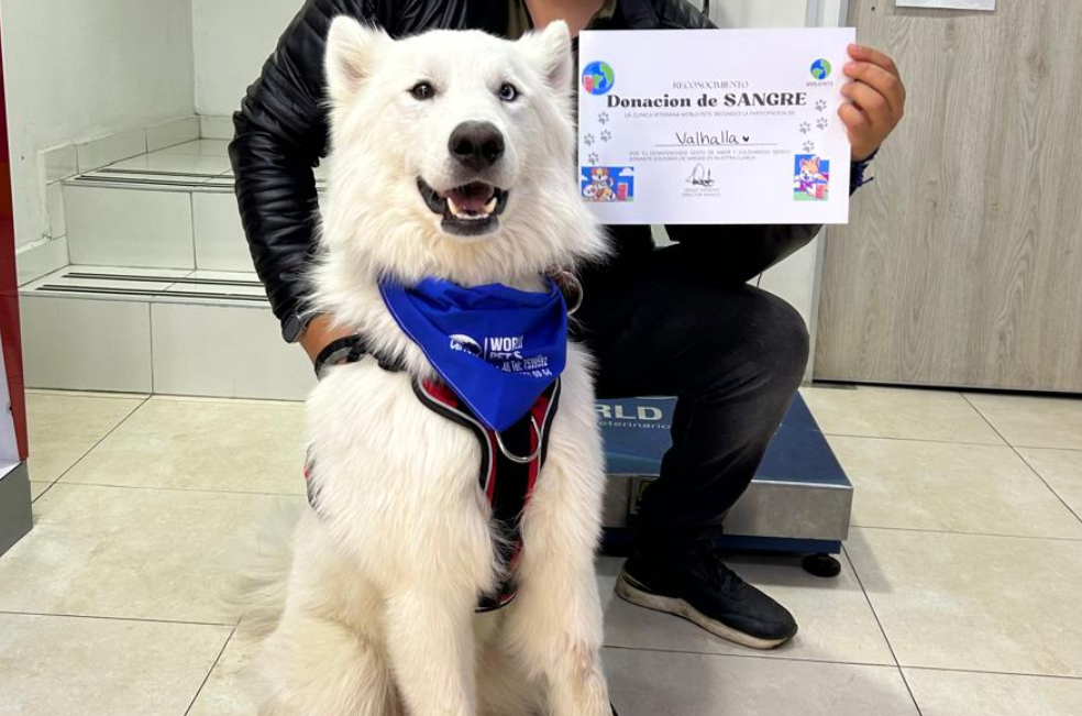 Perros y gatos donan sangre para salvar a otros en situaciones críticas