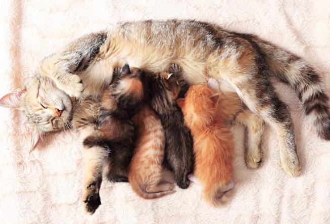 ¿Hasta qué edad los gatos pueden tener crías?