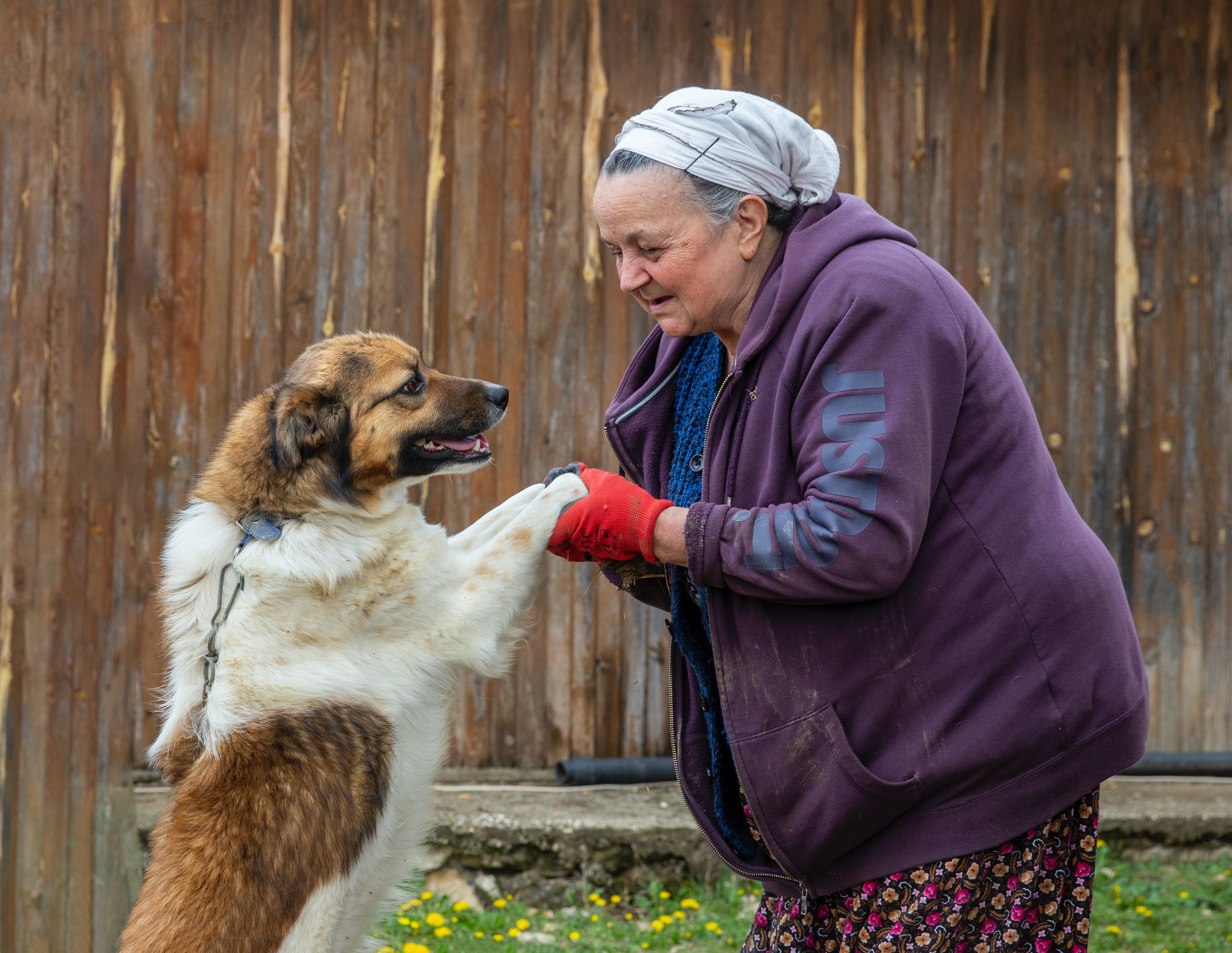¿Cuál es la raza de perro ideal para un adulto mayor?