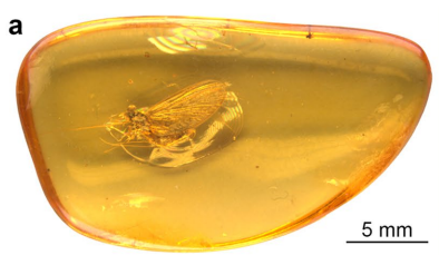 En fotos: así luce un insecto de más de 35 millones de años que acaban de descubrir