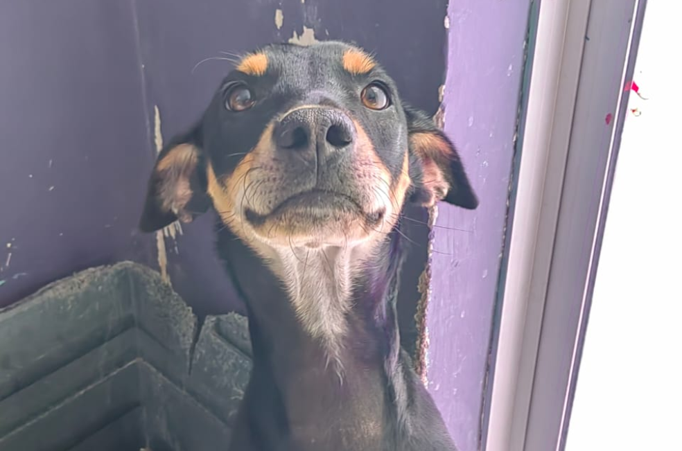 Adoptaron a Mango y a los pocos días lo devolvieron al refugio: necesita un hogar