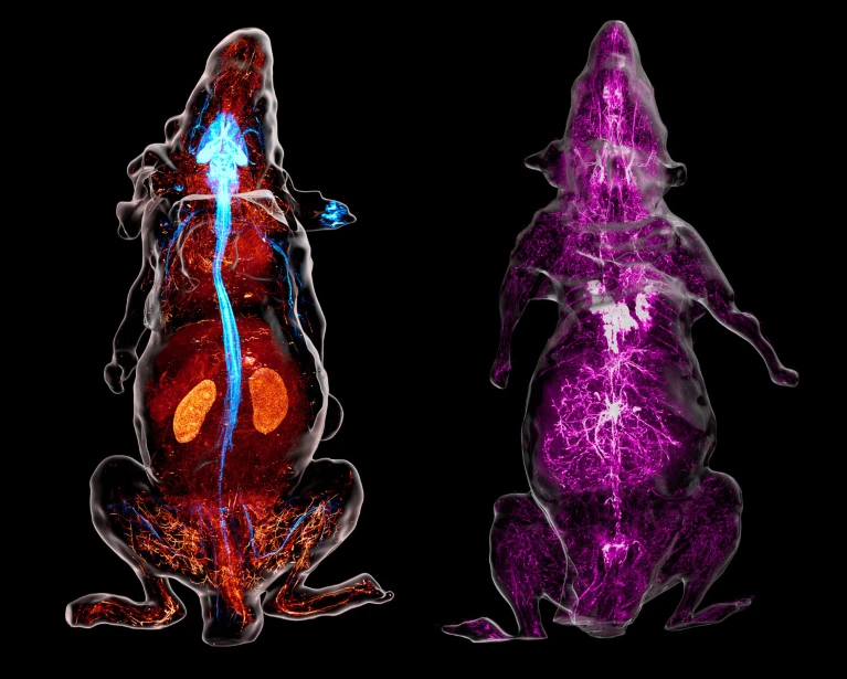 Los nervios se ven azules en la reconstrucción de un ratón modificado genéticamente (izquierda), cuyas neuronas producen un marcador fluorescente. En otro animal (derecha), los anticuerpos detallan los nervios simpáticos (morado). Crédito: M.-Y. Shi et al./Cell.
