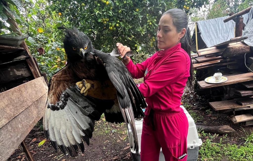Atacan un águila real de montaña y la dejan en cautiverio sin alimento ni agua