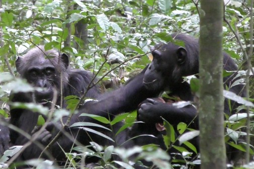 Conversaciones de chimpancés tendrían algunas similitudes con las de los humanos
