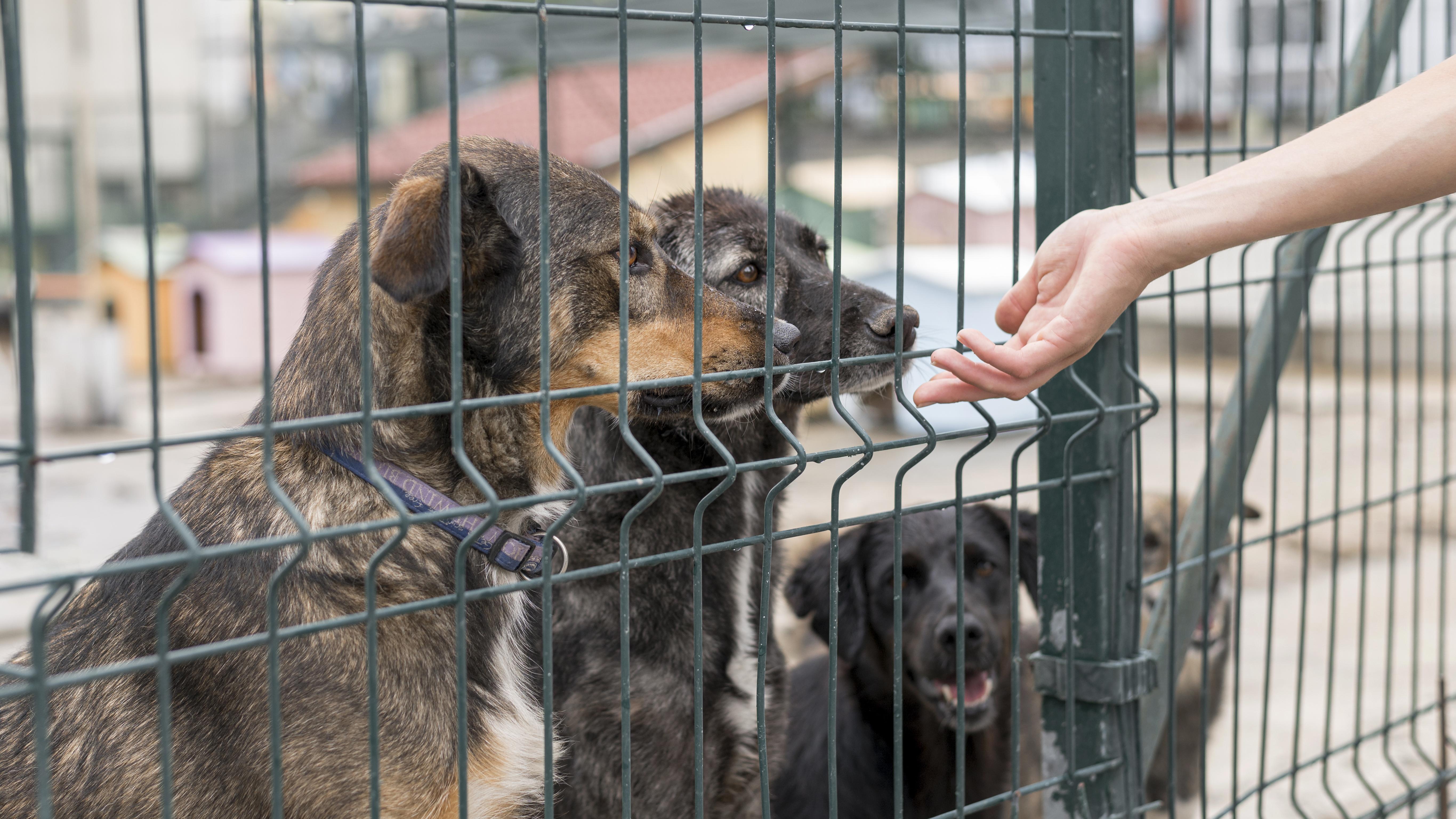 ¿Qué son los centros de bienestar animal y por qué son importantes?