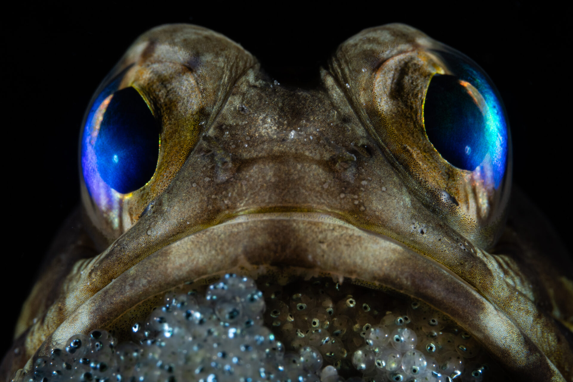 Las fotografías ganadoras del premio “Ocean Photographer of the Year” 2025