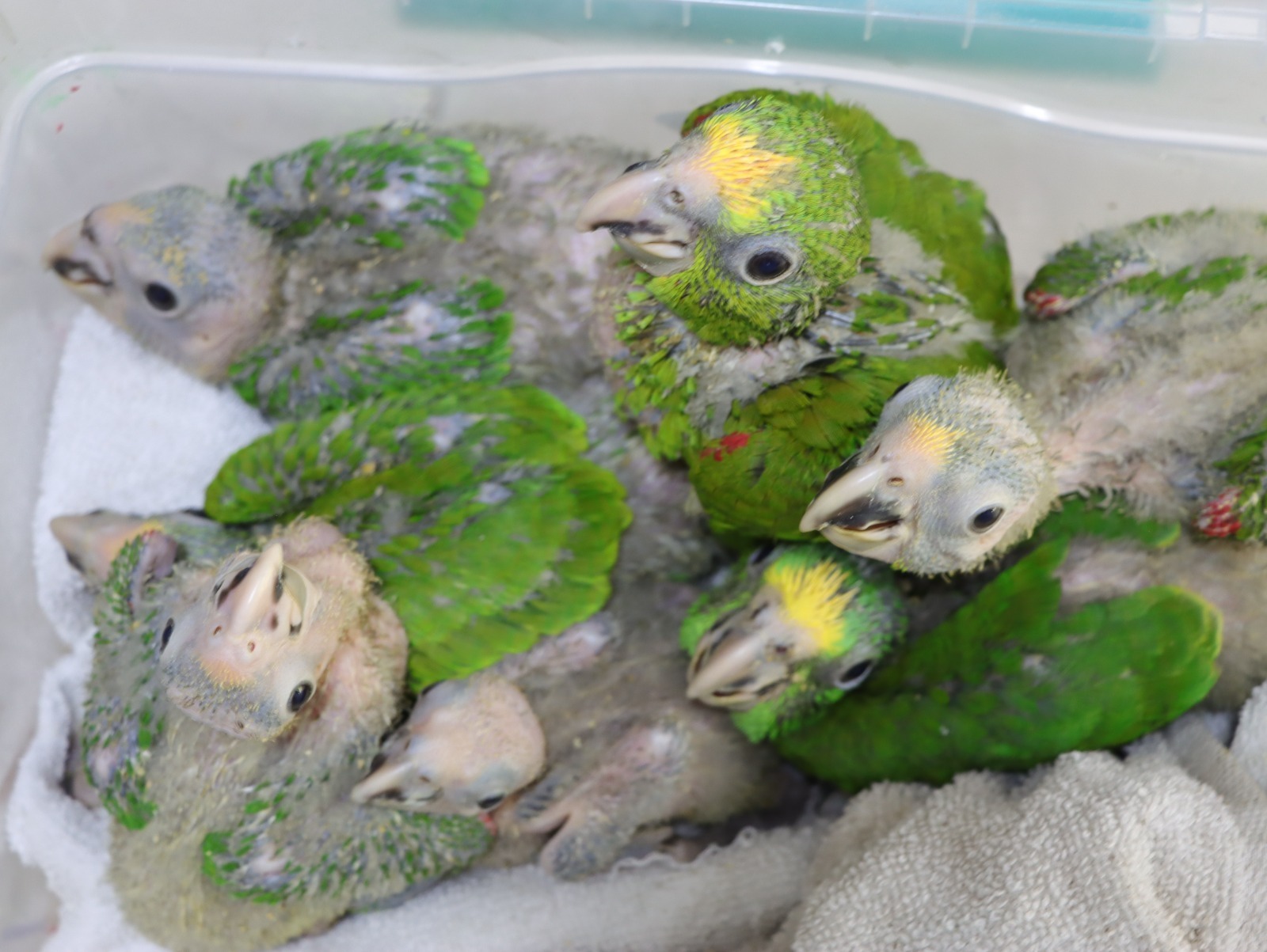 La fauna silvestre no es un regalo de Navidad: el llamado de autoridades ambientales