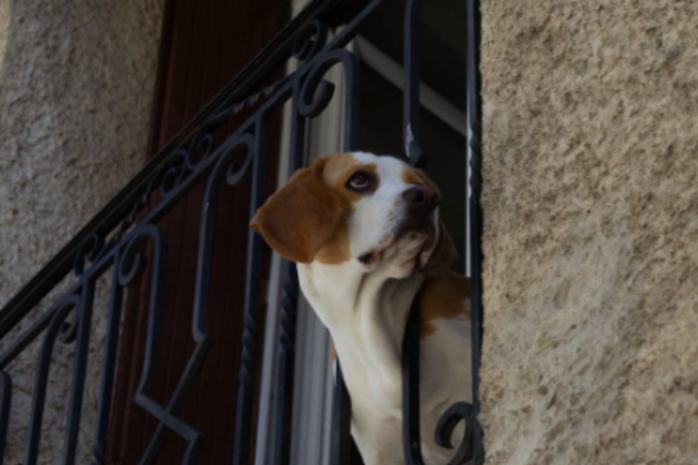 ¿Cuáles son los riesgos de dejar a su perro en el balcón durante mucho tiempo?