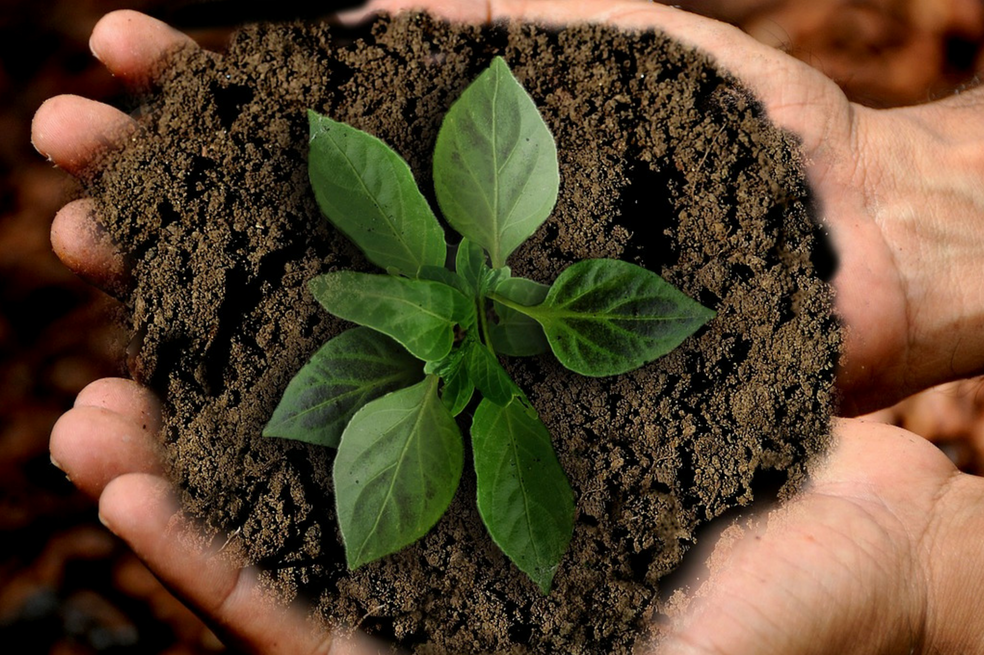El programa de voluntariado que busca contribuir con la sostenibilidad del mundo