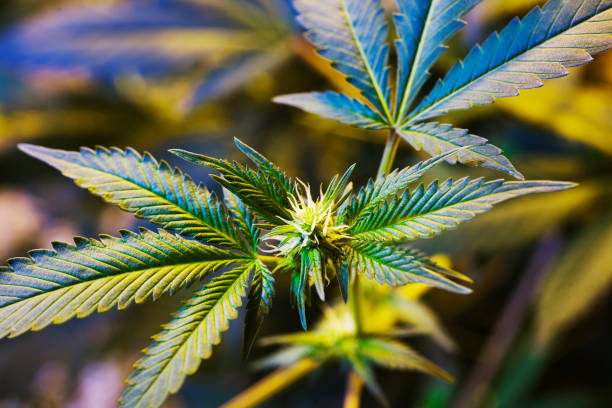 El proyecto de decreto ordena un período de transición de dos años. Durante este tiempo, solo los pequeños y medianos cultivadores podrán producir flor de cannabis como materia prima para el mercado nacional. /Getty