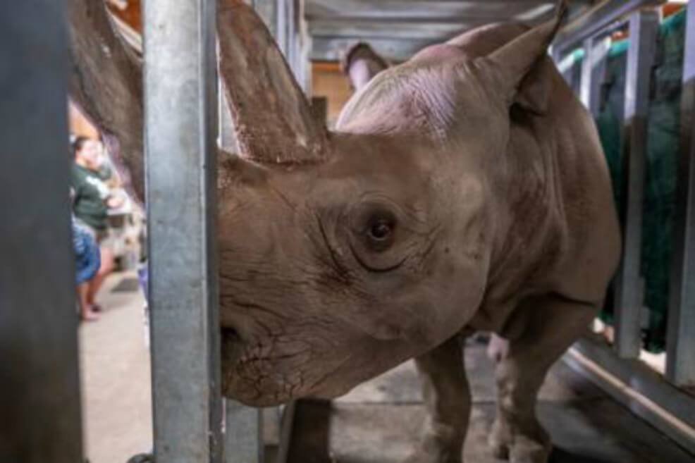 Una rinoceronte queda embarazada y revive las esperanzas para salvar a su especie