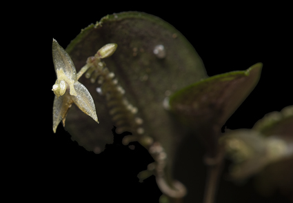 La nueva especie de orquídea que descubrieron en Caquetá