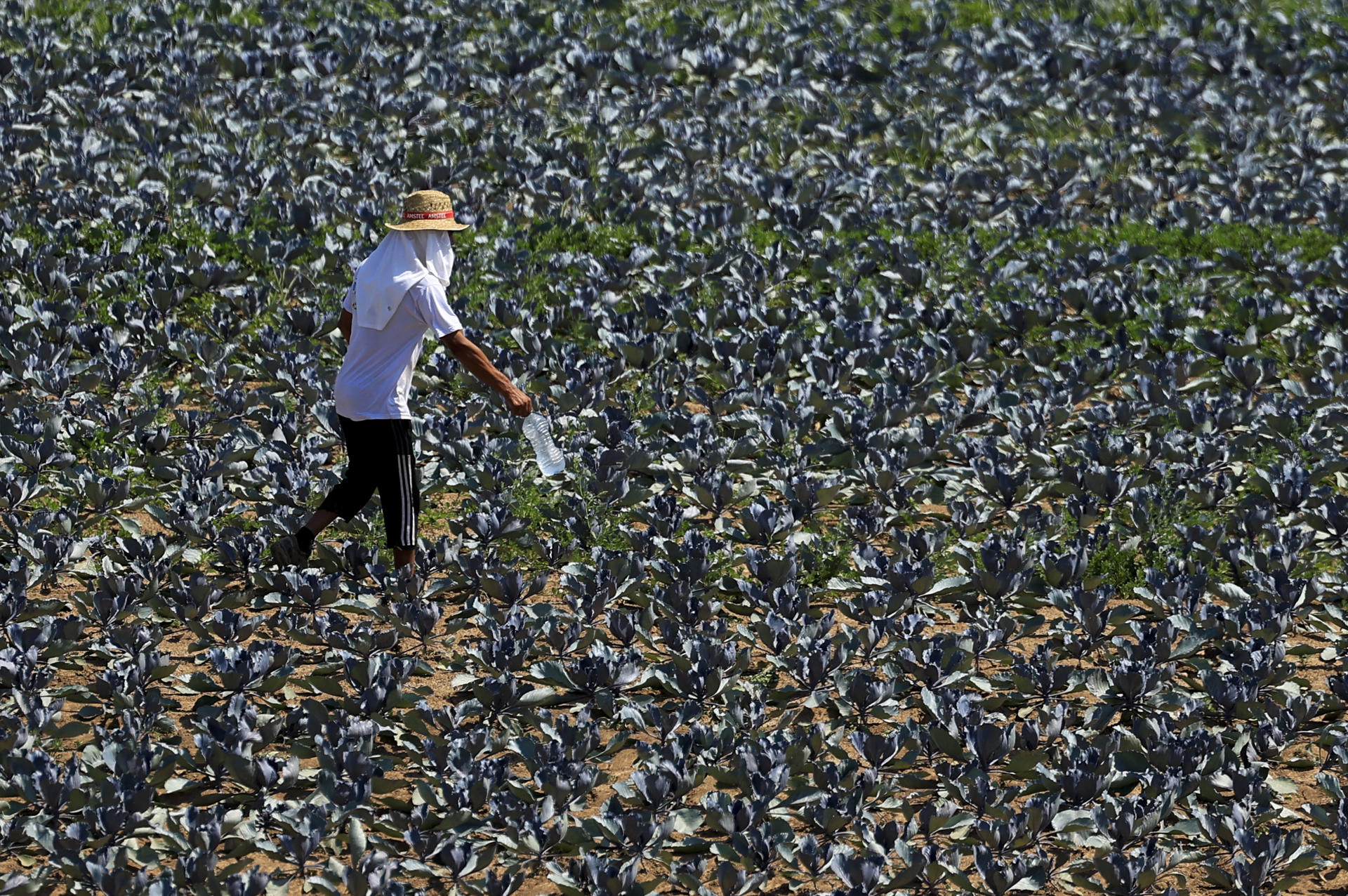 Trabajar al aire libre es cada vez más peligroso y menos productivo, ¿por qué?
