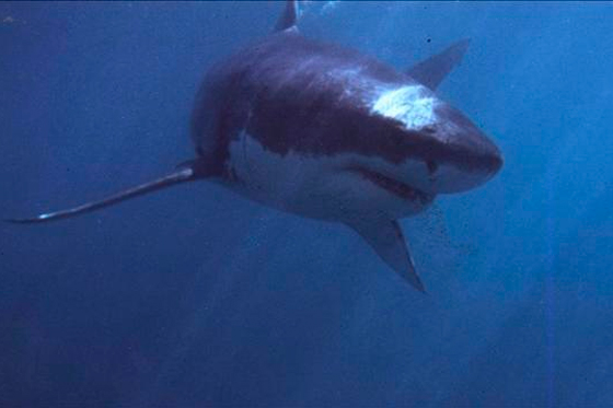 Dos enormes tiburones blancos se pasearon en las costas de Florida