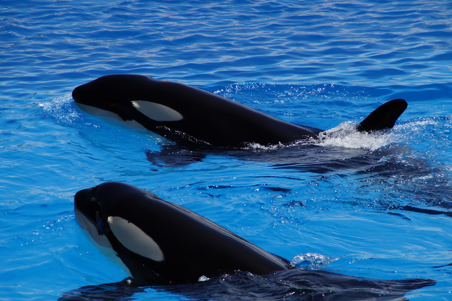 Por primera vez documentan a orcas cazando al animal más grande el planeta