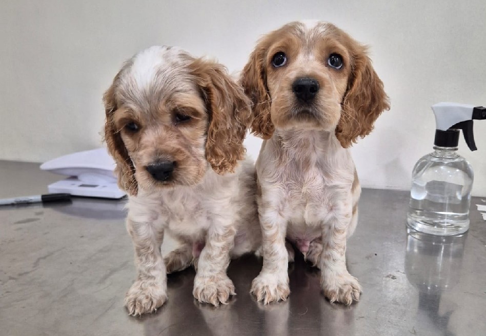 Thor y Odín: cachorritos rescatados en el Huila luchan por sobrevivir en Bogotá