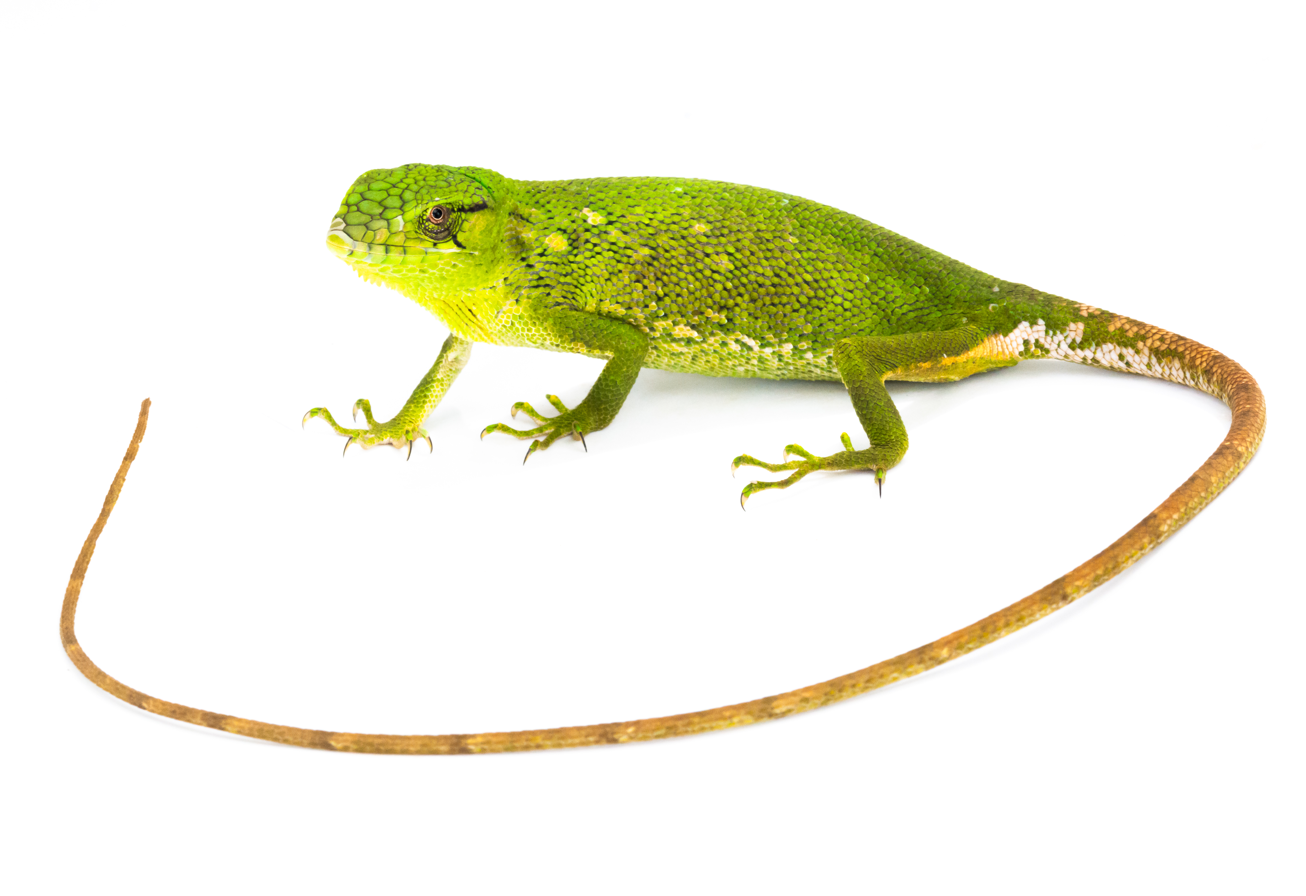 Piense en reptiles y anfibios la próxima vez que se tome una taza de café colombiano