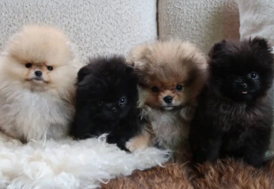“No son peluches”: Kim Kardashian enfrenta críticas por regalar cachorros en Navidad