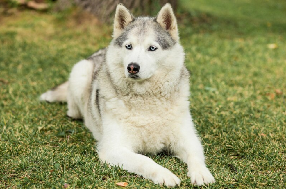 Dueña descubre la verdadera raza de su perro gracias a una prueba de ADN