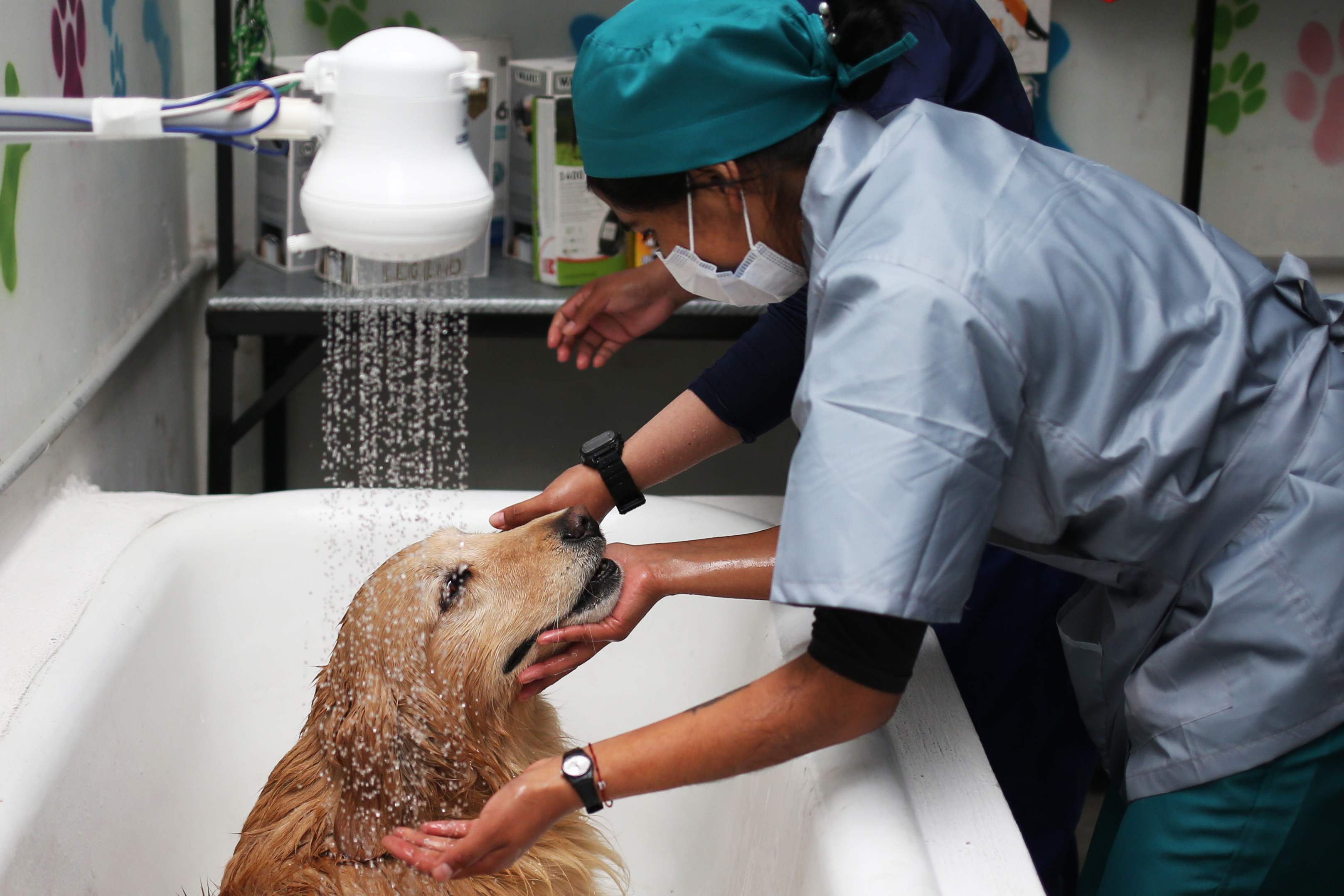 ¿Cada cuánto debe bañar a su perro?: esto dicen expertos según su raza, actividad y salud