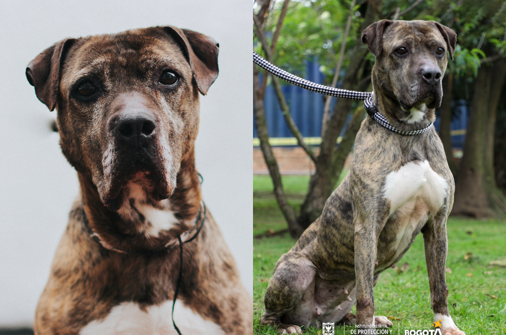 ¿Hasta cuándo tendrá que esperar?: Astra lleva seis años buscando hogar en Bogotá